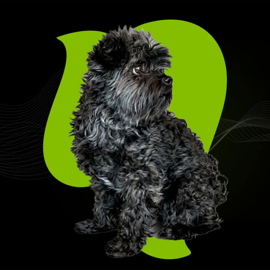 Adorable black puppy with curly fur, sitting attentively with a curious expression.
